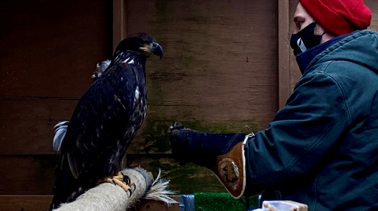 8-Month-Old Bald Eagle Is Eagle Creek Park's Newest Ambassador