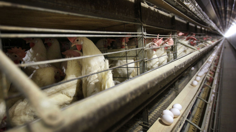 Chickens stand in their cage at the Rose Acre Farms, Monday, Nov. 16, 2009, near Stuart, Iowa. An Illinois jury ruled Tuesday, Nov. 21, 2023, that several major egg producers, including Rose Acre Farms, conspired to limit the U.S.'s supply of eggs in order to raise prices in a lawsuit first filed 12 years ago. - AP Photo / Charlie Neibergall, File
