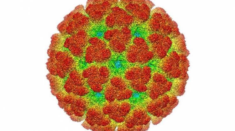 A cryoelectron microscopy reconstruction of the chikungunya virus. - A2-33