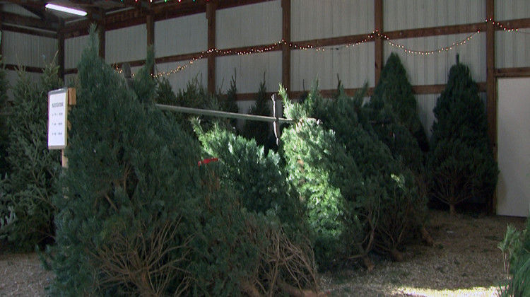 Hopwood says the low supply means the farm is likely to run out of local trees before Christmas.  - WFIU/WTIU News