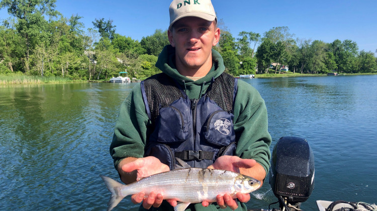 DNR Division of Fish &Wildlife fisheries aide Aaron Voirol holds a cisco captured at Crooked Lake during a 2019 fish community survey.  - Courtesy of Indiana DNR