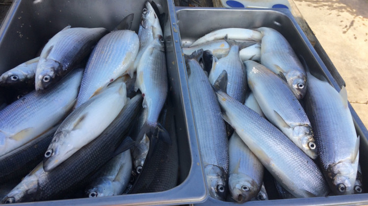 Purdue: Climate Change Hurts Indiana Fish