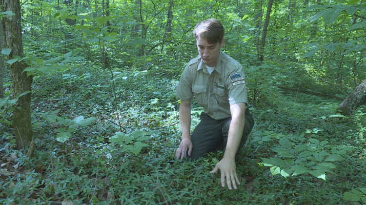Wyatt Willliams, interpretive naturalist at Spring Mill State Park, kneels down in a patch of invasive periwinkle. He says it was planted there as a ground cover. - Rebecca Thiele/IPB News