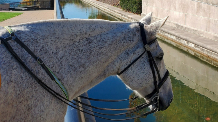 After his retirement from the IMPD Mounted Patrol, Cody will move to Amitola Care Farm, a nature-based wellness center in Mooresville. - Provided by IMPD