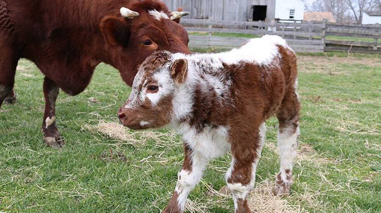 Roundabout, a rare English Longhorn bull, was born at Conner Prairie last week. - Courtesy Conner Prairie via Facebook