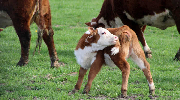 Bayer, Elanco Animal Health Reach $7.6 Billion Agreement
