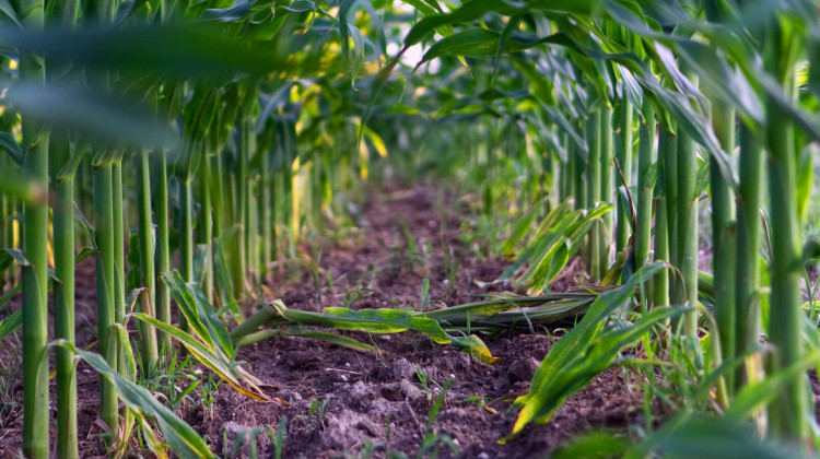 Farmers Opt For Alternatives To 'Knee-High By Fourth Of July' Saying