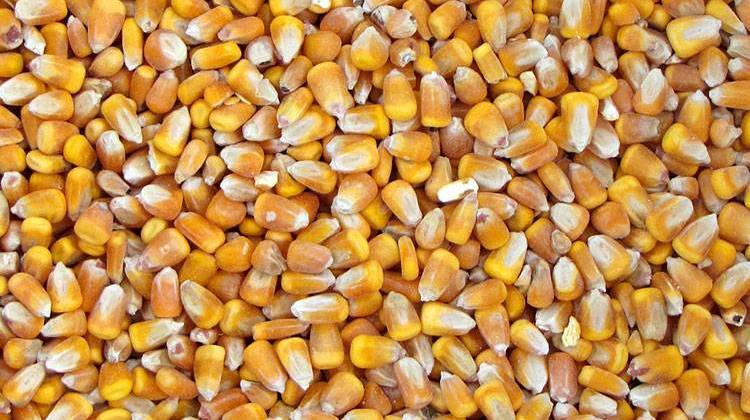 USDA: Late-season Rain Further Delays Indiana Corn, Soybean Harvests