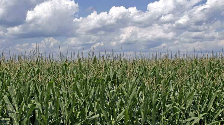 [Image: corn-field-1.jpg]