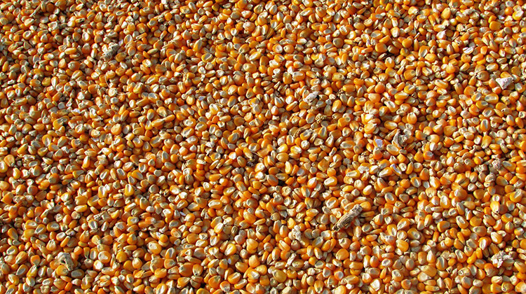 Indiana Farmers Get Ready To Plant Amid Lower Grain Prices