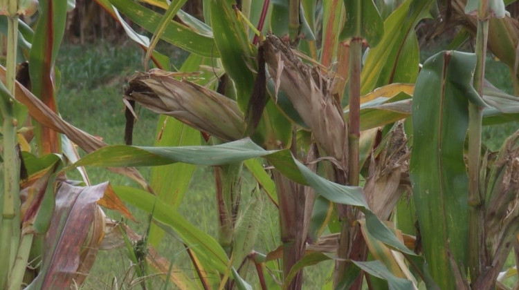 One change to the crop insurance program some are pushing for is the inclusion of other crops besides corn and soybeans.  - Clayton Baumgarth - WFIU/WTIU