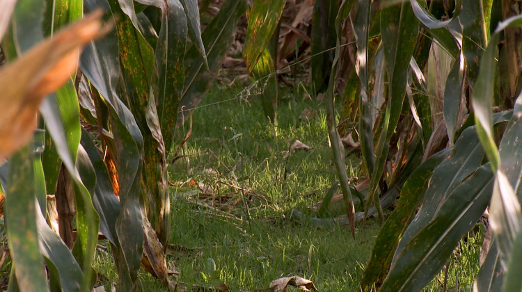 Farmers plant record amount of cover crops, helping Indiana's streams and lakes
