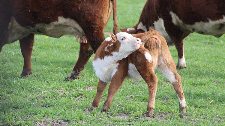 Ivermectin is sold most commonly in feed stores for large animals and for household pets. - FILE PHOTO: Annie Ropeik/IPB News