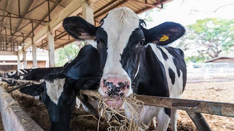 A spike in lending has Indiana's Farm Service Agency facing a potential loan shortage. - stock photo