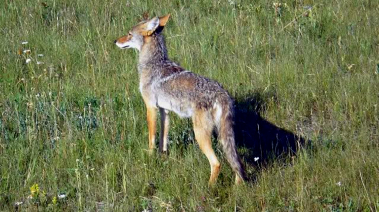 A coyote along the roadside near Kootenay National Park in British Columbia, Canada in 2009. - (Ron Clausen/Wikimedia Commons)