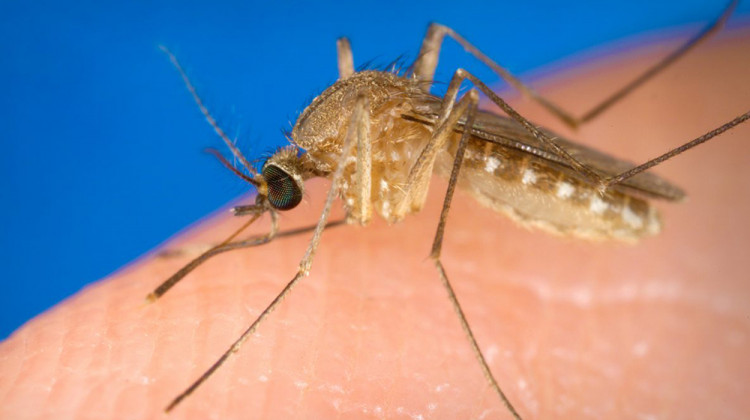 Photo of an adult female Culex quinquefasciatus mosquito. Species of Culex include those known as "house mosquitoes" and, more recently, "West Nile mosquitoes" because of their involvement in the transmission of West Nile Virus. - Centers for Disease Control and Prevention