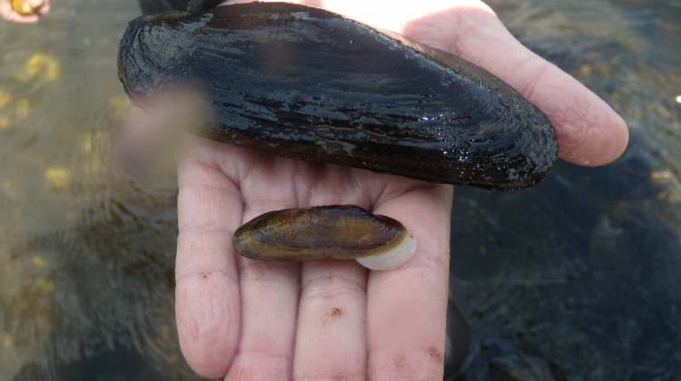 These endangered Cumberlandia monodonta mussels (spectacle case mussels) are no longer found in Indiana. - USFWS/Tamara Smith