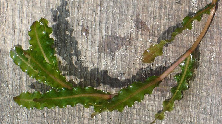 The funding from Indiana's Department of Natural Resources will boost efforts to control or manage non-native species, including curly-leaf pondweed. - public domain