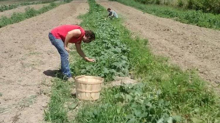Brandywine Creek Farms