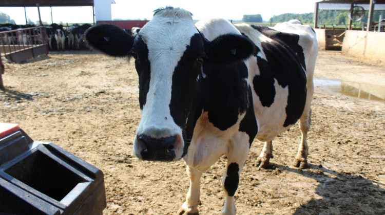 A dairy cow in LaPorte County.  - FILE PHOTO: Annie Ropeik/IPB News