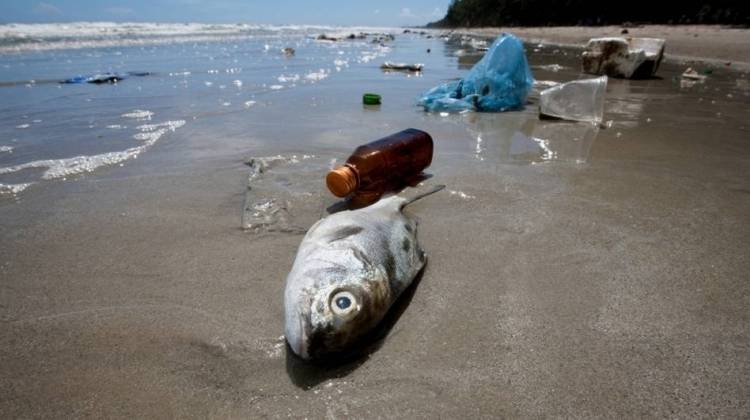 How Plastic In The Ocean Is Contaminating Your Seafood
