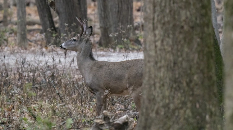 Deer Archery Season began October 1. The DNR is asking the public to report  individuals taking animals without a license, out of season or beyond the allowed limits. - Joseph Gage / Flickr