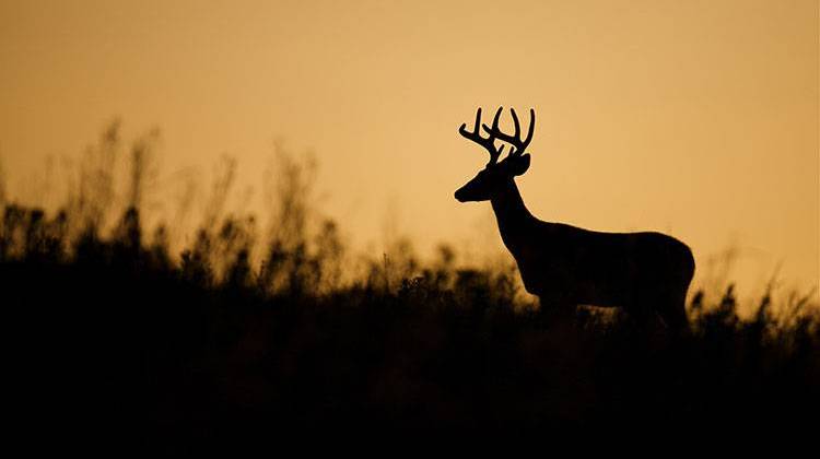High-Fenced Deer Hunting Legislation Moves On To Governor's Desk