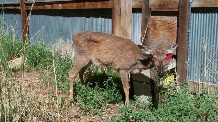 Weight loss is one of the few visible signs of chronic wasting disease. - Terry Kreeger / Wyoming Game and Fish and Chronic Wasting Disease Alliance