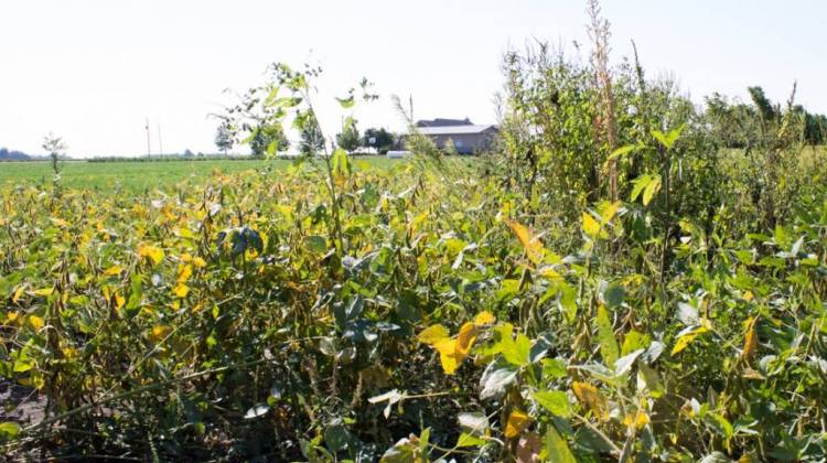 A glyphosate-resistant weed stands over over a patch of soybeans on Don Lamb's farm. Weeds like this are one reason some farmers turned to dicamba-tolerant soybeans this year. - Nick Janzen/IPB News