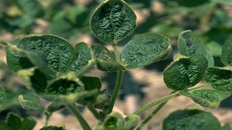 Dicamba can cause "cupping" in non-tolerant soybeans, which are especially susceptible to the herbicide.  - Courtesy of Purdue University