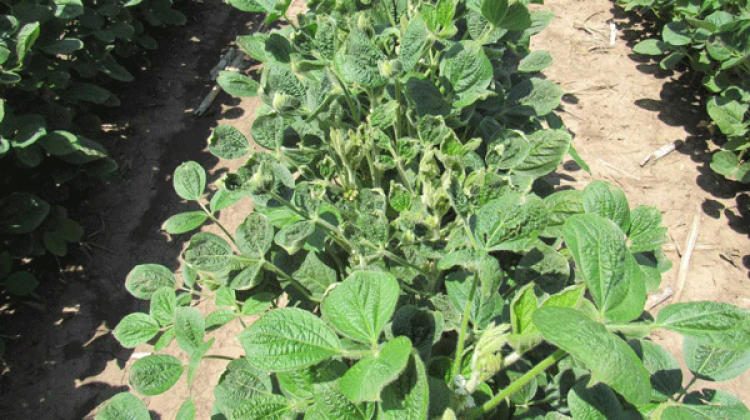 Soybeans that have cupped due to dicamba drift in Manhattan, Kansas.  - Dallas Peterson/Kansas State University