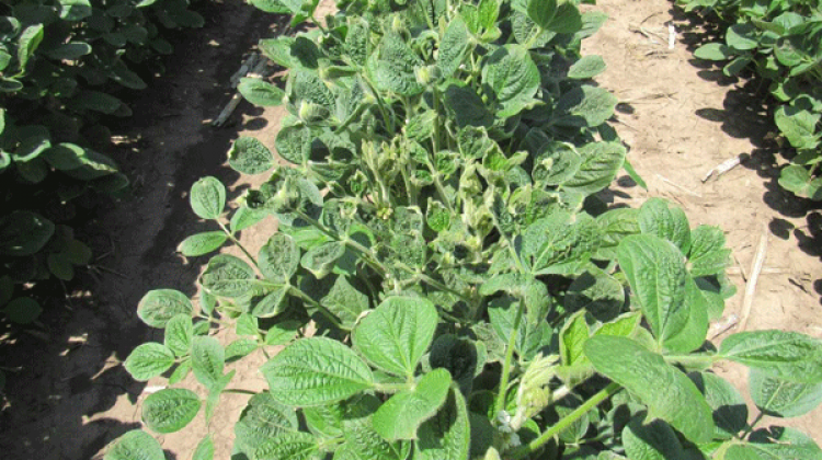 Indiana University Professor: Pesticide Fines Bill Won't Stop Dicamba Drift