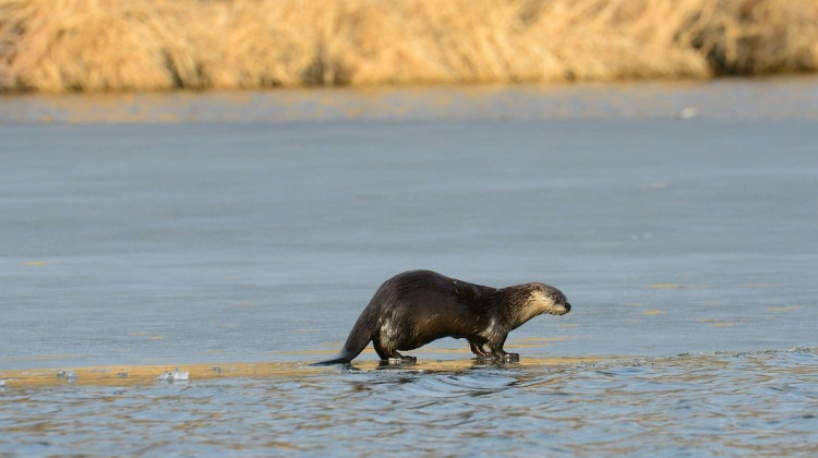 North American river otters were taken off the endangered species list in 2005 thanks to reintroduction efforts - Courtesy of Indiana DNR