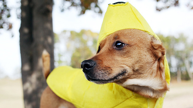 Pets can enjoy Halloween with these tips