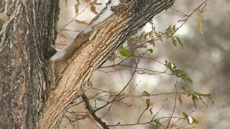 Zombie trees may be lurking in yards around central Indiana