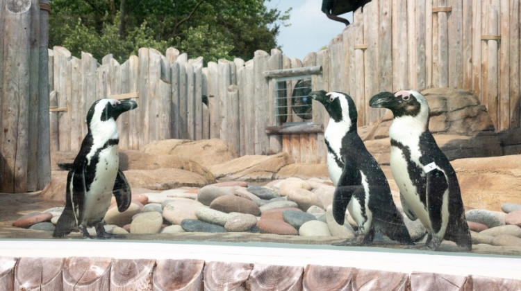 Six of Columbian Park Zoo's nine penguins have died - (Courtesy of Lafayette Parks & Recreation)