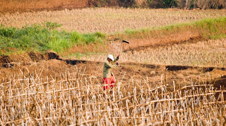 Purdue Expert Says Heat Stress Is 'Single Biggest' Impact Of Climate Change