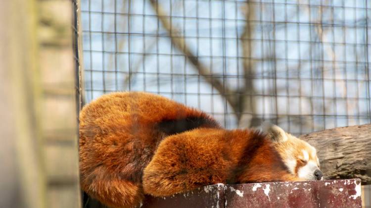 Fort Wayne Children's Zoo Prepares For 2018 Season