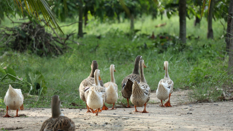 State officials: Bird flu found at 2nd Indiana duck farm