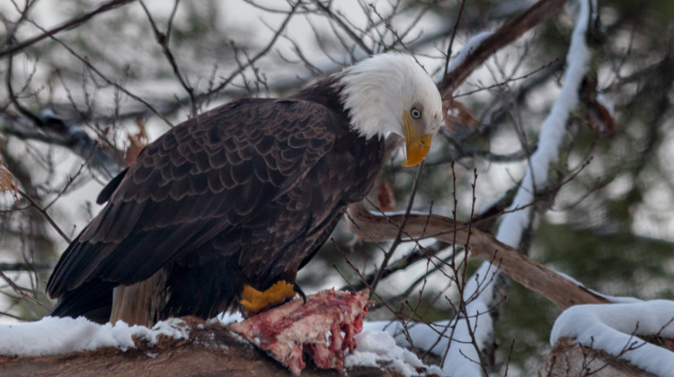 An eagle eats a dead animal carcass in a tree along the Androscoggin River in Maine.  - Paul VanDerWerf/Wikimedia Commons