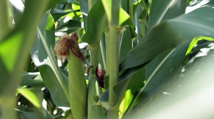 Indiana's wet June and July have taken a toll on some of Indiana's corn fields. - Doug Jaggers