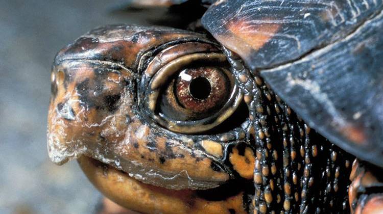 Indiana Group Helps Turtles Trying To Cross Indiana Highway