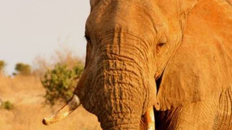 Elephant Expert Addresses Urgent Need