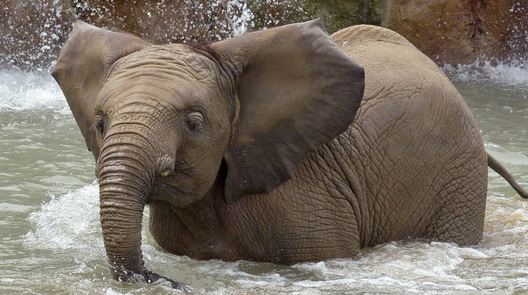 Indianapolis Zoo - African elephant Nyah