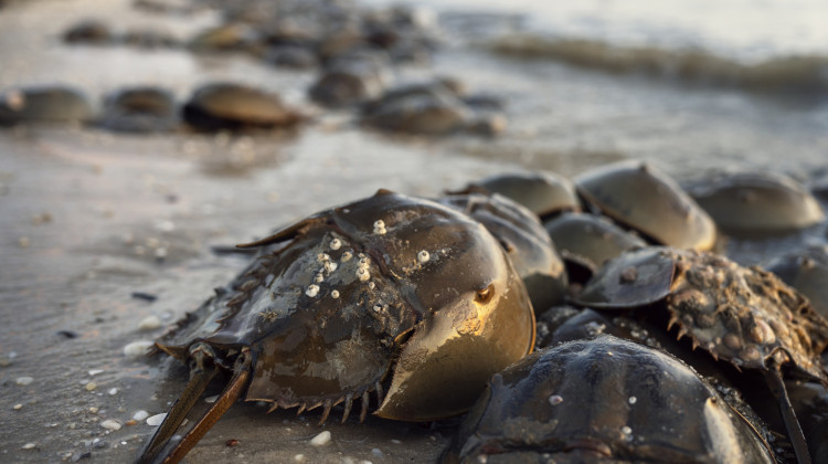 Drugmakers bleed horseshoe crab for tests. Some push for a sustainable alternative