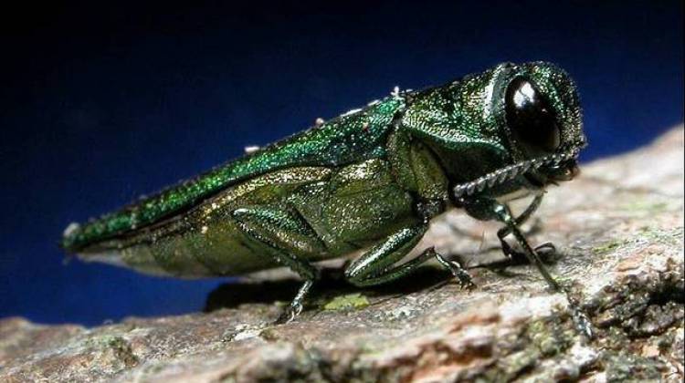 The removal of a 75-foot ash tree due to an ash borer infestation is a sign of things to come. - U.S. Department of Agriculture (flickr)