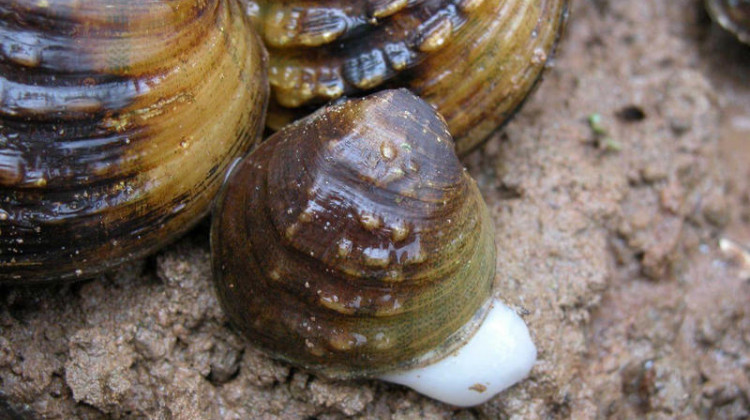 The fanshell mussel is one of five endangered species of mussels in the lower Ohio River. The Indiana DNR said endangered mussels could be harmed by the proposed pipeline.  - Monte McGregor/USFWS