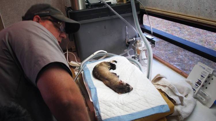 Saving The Native Prairie -- One Black-Footed Ferret At A Time