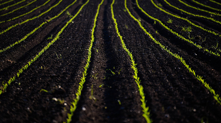 Indiana Nonprofit Lands Grant To Train Refugees In Farming