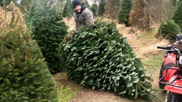 Natural Christmas tree sales reach 25 million annually — tariffs on artificial trees not a boon